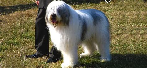 Mioritic Sheepdog - Pet Your Dog