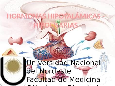 Pptx Hormonas Hipotal Micas Hipofisarias Pdfslide Net