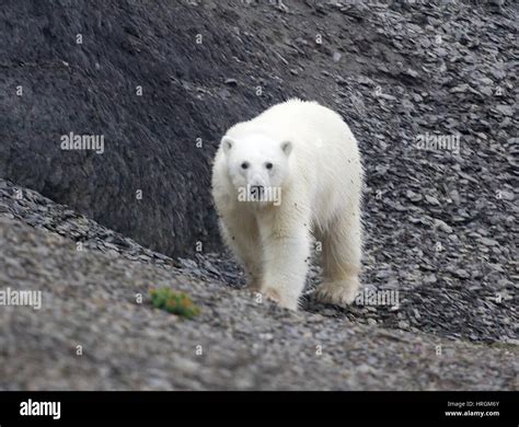 Polar Bear Ursus Maritimus Wanders Among The Polar Gravelly Desert