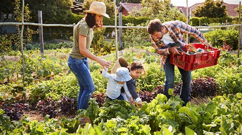 Berkebun Mudah Dan Untung Dengan Pertanian Di Rumah Mediatani