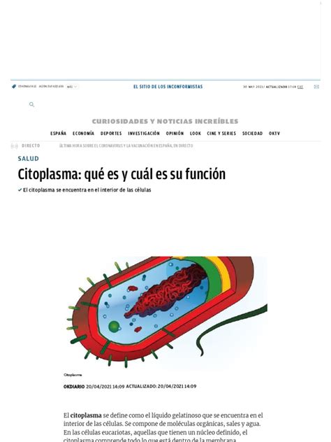 ¿qué Es El Citoplasma Funciones Estructura Y Características Pdf Citosol Citoplasma