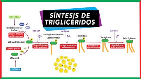 S Ntesis De Triglic Ridos Lipog Nesis Metabolismo Youtube