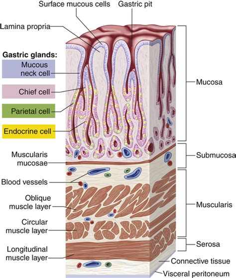 Structure And Function Of The Digestive System Basicmedical Key