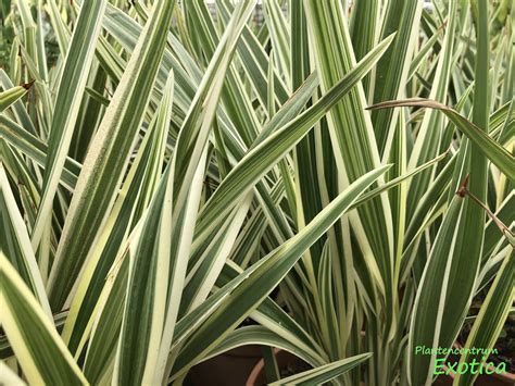 Dianella Tasmanica Variegata Plantencentrum Exotica