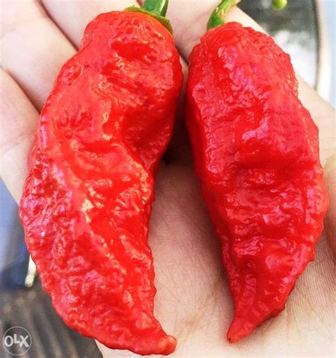 Chilli Chili Ili Red Bhut Jolokia Sjemenki Sjemena Olx Ba