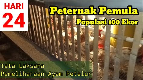 Memelihara Ayam Petelur Dari Doc Sampai Produksi Umur 24 Hari Youtube