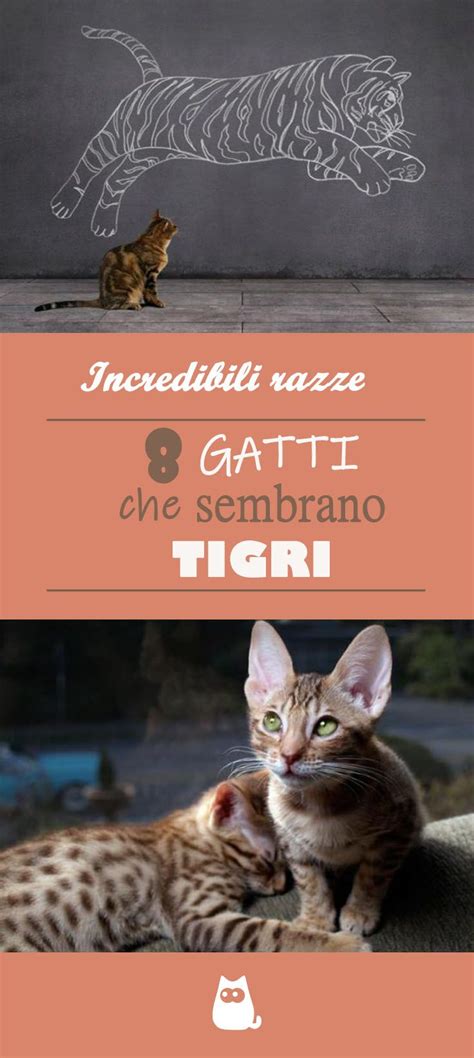 Razze Di Gatti Che Assomigliano A Tigri Top 8 CON FOTO Pet Toys