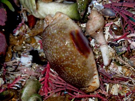 Eroded Cowry From Bateau Bay Beach NSW Australia On December 22 2023