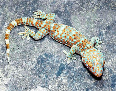 Gekko Gecko Gekkonidae Tokay Gecko Tuctoo Tokeh Tokeh Lizard