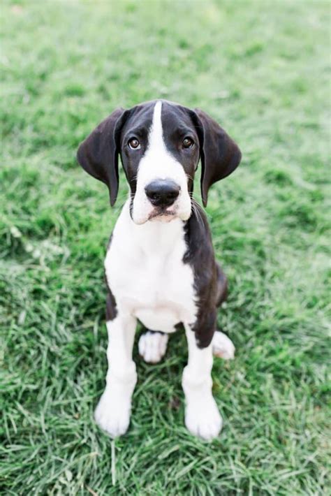 Great Dane Dog Food 101 Hello Danes