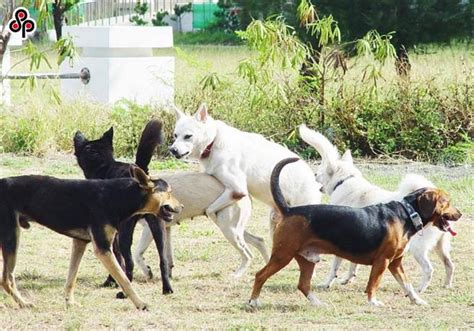 餵食使流浪犬貓不減反增 餵養人管理成難題 生活 中時