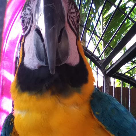 Golden Blue Macaw Project Noah