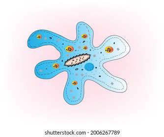 Amoeba Amoeboid Microscopic Cell Unicellular Organism Stock Vector