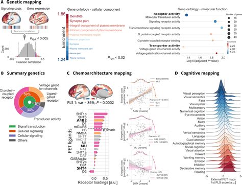 An Energy Costly Architecture Of Neuromodulators For Human Brain