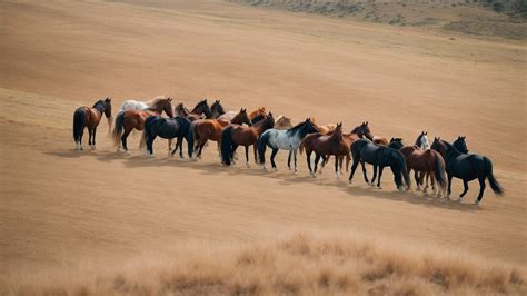 Mustang Horse Coat Color Guide