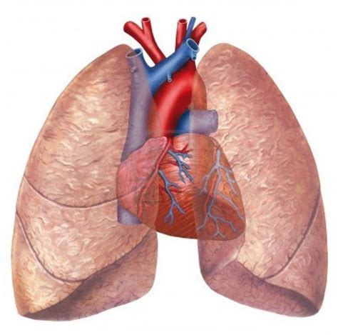 SCU Guide » GA I: Heart & Lungs Class Notes