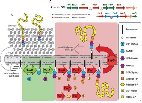 Figure From Study Of The Role Of Wall Teichoic Acids In The