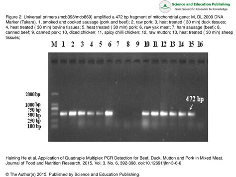 Figure 2 Universal Primers Mcb398 Mcb869 Amplified A 472 Bp Fragment