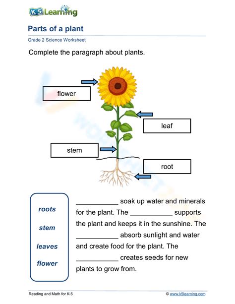 Plant Anatomy Worksheet