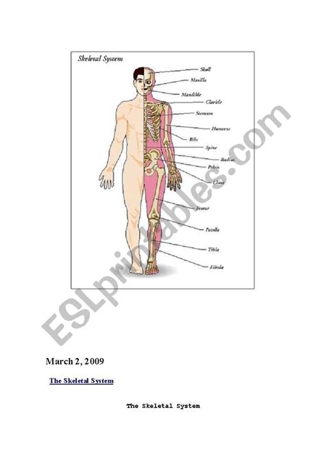 The Skeletal System Esl Worksheet By Abbelgira