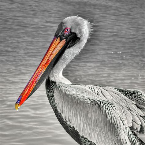 Brown Pelican Orange Beak Photograph By Janice Pariza Fine Art America