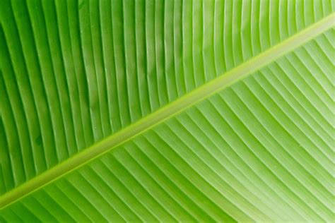 Banana leaf texture 3349467 Stock Photo at Vecteezy