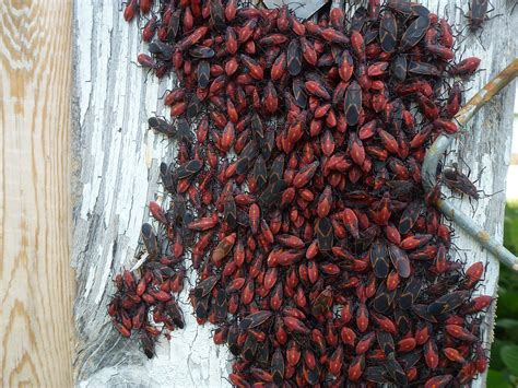 12 Red Bugs On Plants And How To Get Rid Of Them