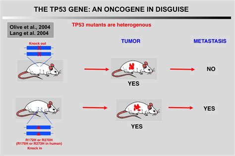 The Tp Website Mutant Tp An Oncogene