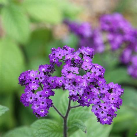 Цветы в честь королевы: ru_royalty — LiveJournal