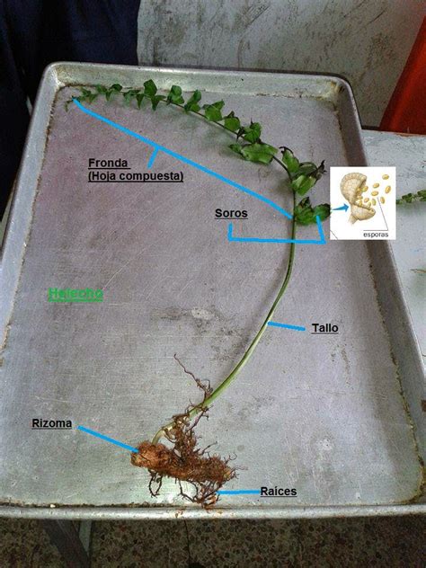 Evoluci N Del Reino Plantae Practica Evoluci N De Las Plantas