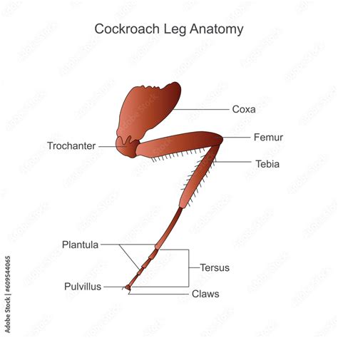 Cockroach anatomy, leg parts. Biological illustration. Labelled diagram ...