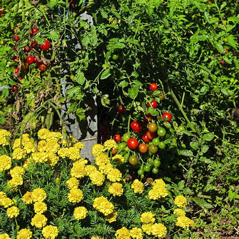 Tomato Plant Companions What Are Good Companions For Tomatoes