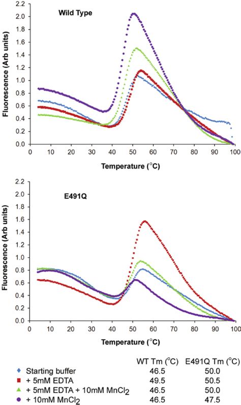 Thermal Stability Of F 6 Wt And E491q Rdrps Thermal Melting Curves For