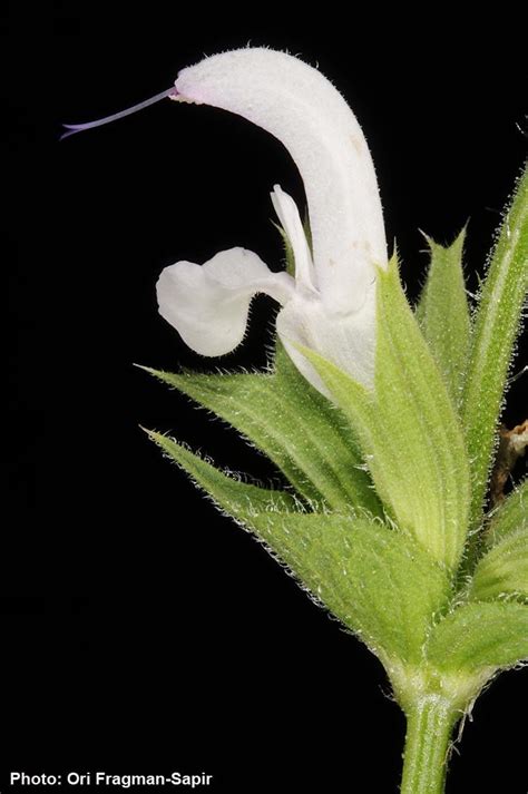 Salvia Palaestina Palestine Sage מרווה ארץ ישראלית מרווה ארץ