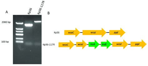 A Agarose Gel Electrophoresis Of Pcr Products To Verify The Insertion