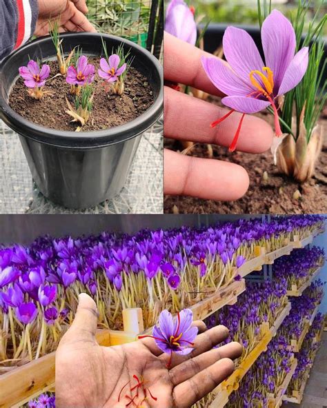 Cultivarea Șofranului Crocus sativus in ghiveci Ghid Complet și