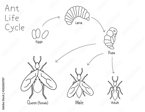 Simple drawing ant life cycle. Black and white vector illustration ...