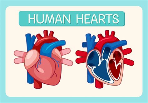 Information poster of human heart diagram 1762238 Vector Art at Vecteezy