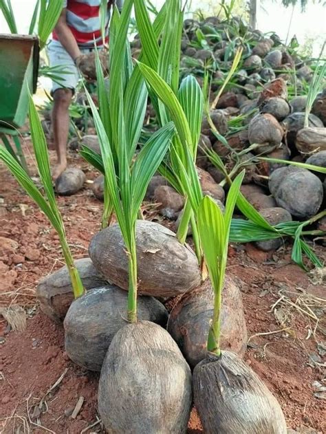 Full Sun Exposure West Coast Tall Green Coconut Plant For Fruits