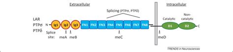 Protein Tyrosine Phosphatases Ptp Ptp And Lar Presynaptic Hubs For