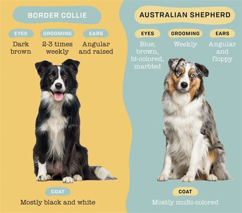 Border Collie vs. Australian Shepherd: Can You Spot the Differences?