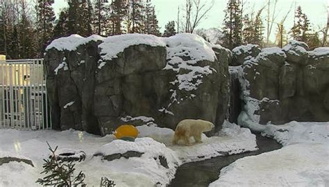 Webcam Polar bears in Alaska Zoo - Anchorage, USA Live Cam