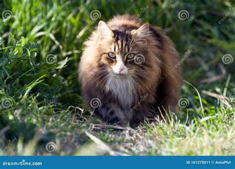 Visão Frontal De Um Gato Macho Norueguês Adulto Caminhando Sobre O