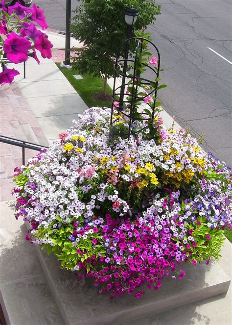 ANNUAL FLOWERS FOR CONTAINERS