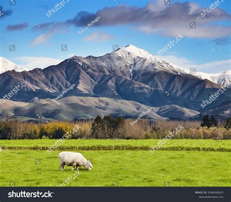 10,572 Grazing Sheep Mountain Valley Images, Stock Photos & Vectors | Shutterstock