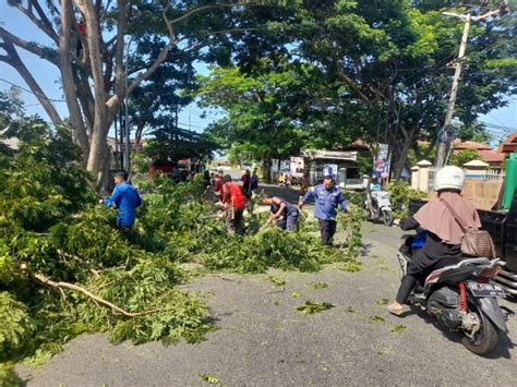 PEMANGKASAN POHON TUA YANG MERESAHKAN PENGGUNA JALAN DI KELURAHAN BUMI