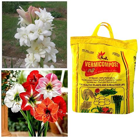 Kraft Seeds Rajnighandha Or Tuberose Flower Bulbs White Pack Of 8