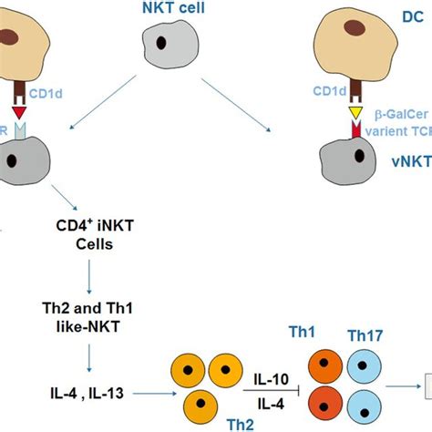 Schematic Description Of Nkt Cells The Vnkt Cells React With Cd D