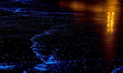 7 Most Active Bioluminescent Beaches Around The World