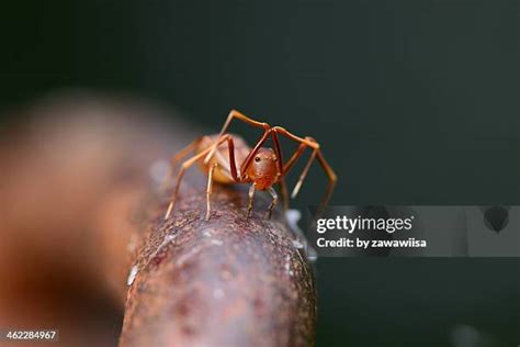 58 Ant Mimic Spider Stock Photos, High-Res Pictures, and Images - Getty ...